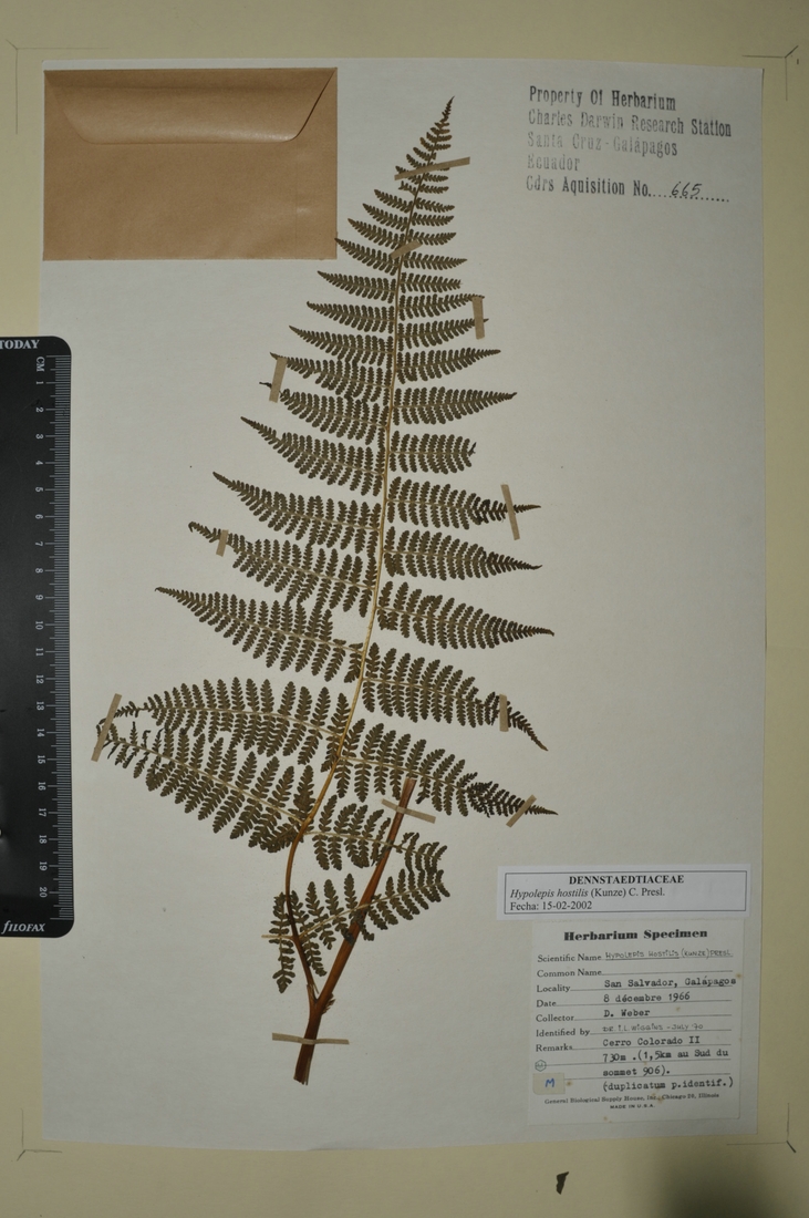 Hypolepis hostilis (Kunze) C. Presl. Foto: Joseph Weirich, CDF, 2012.