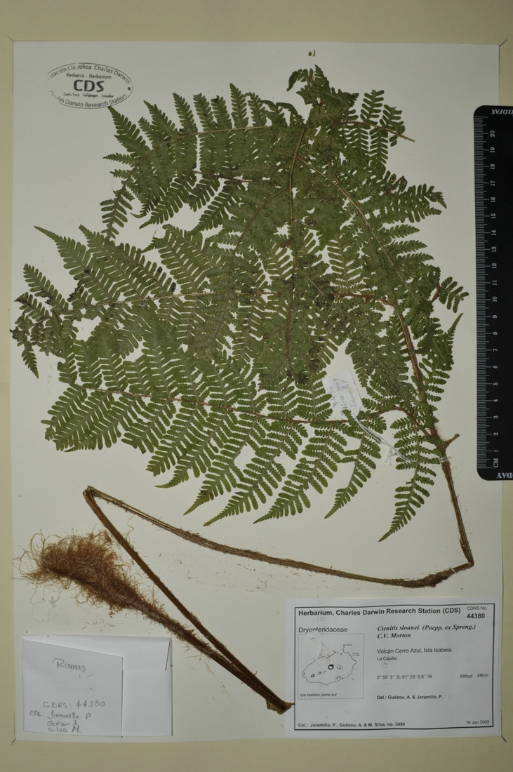Ctenitis sloanei (Poepp. ex Spreng.) C.V. Morton Foto: Joseph Weirich, CDF, 2012.