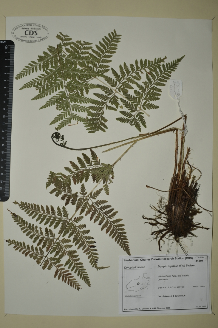 Dryopteris patula (Sw.) Underw. Foto: Joseph Weirich, CDF, 2012.