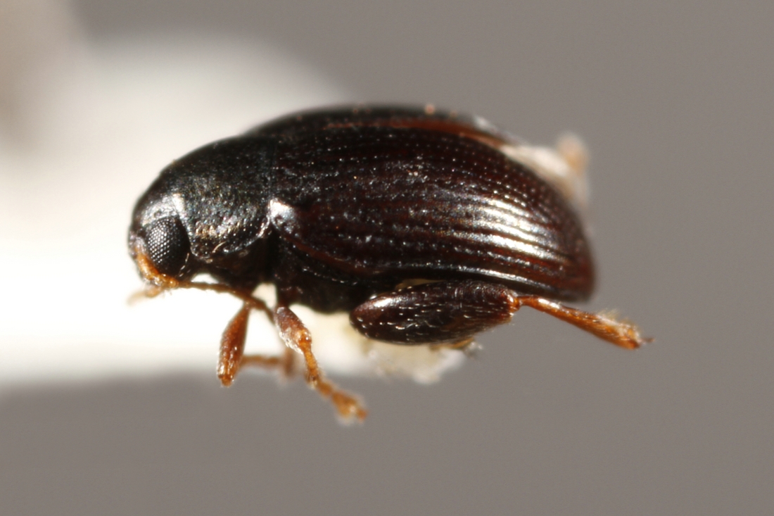 Chaetocnema confinis Crotch 1873 (ICCDRS 9677) Foto: Ashley Sheridan, CDF, 2011.