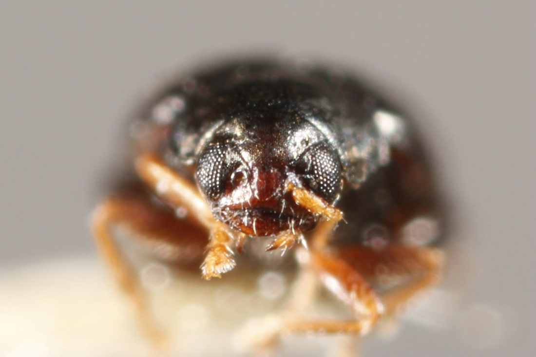 Chaetocnema confinis (Espécimen #9677 de ICCDRS). Foto: Ashley Sheridan, CDF, 2011.