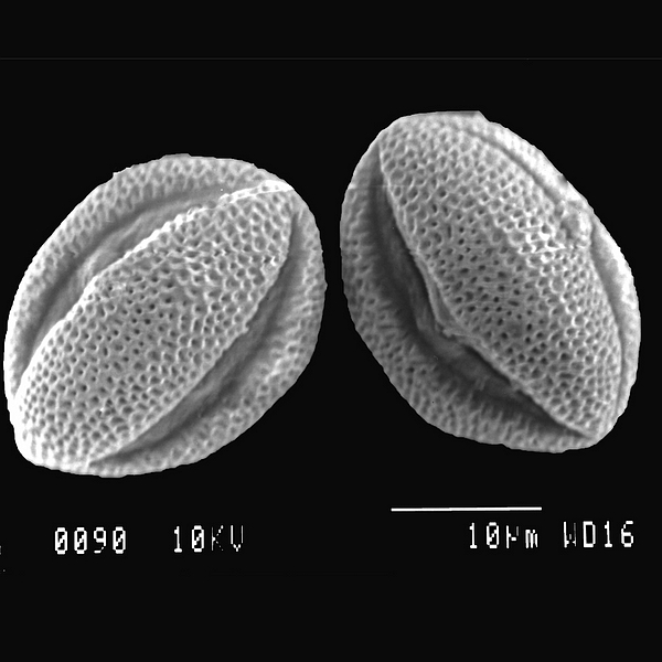 Pollen grain of Chamaesyce amplexicaulis (scanning electron micrograph). Photo: Patricia Jaramillo Díaz & M. Mar Trigo, CDF, 2011.