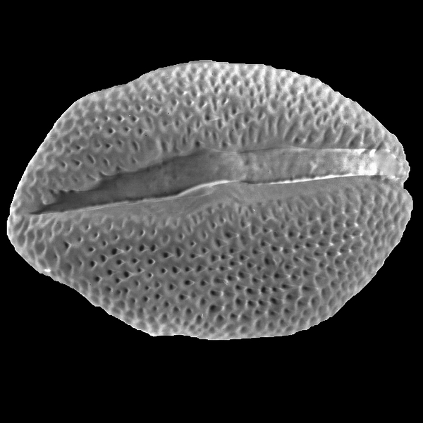 Pollen grain of Chamaesyce amplexicaulis (scanning electron micrograph). Photo: Patricia Jaramillo Díaz & M. Mar Trigo, CDF, 2011.