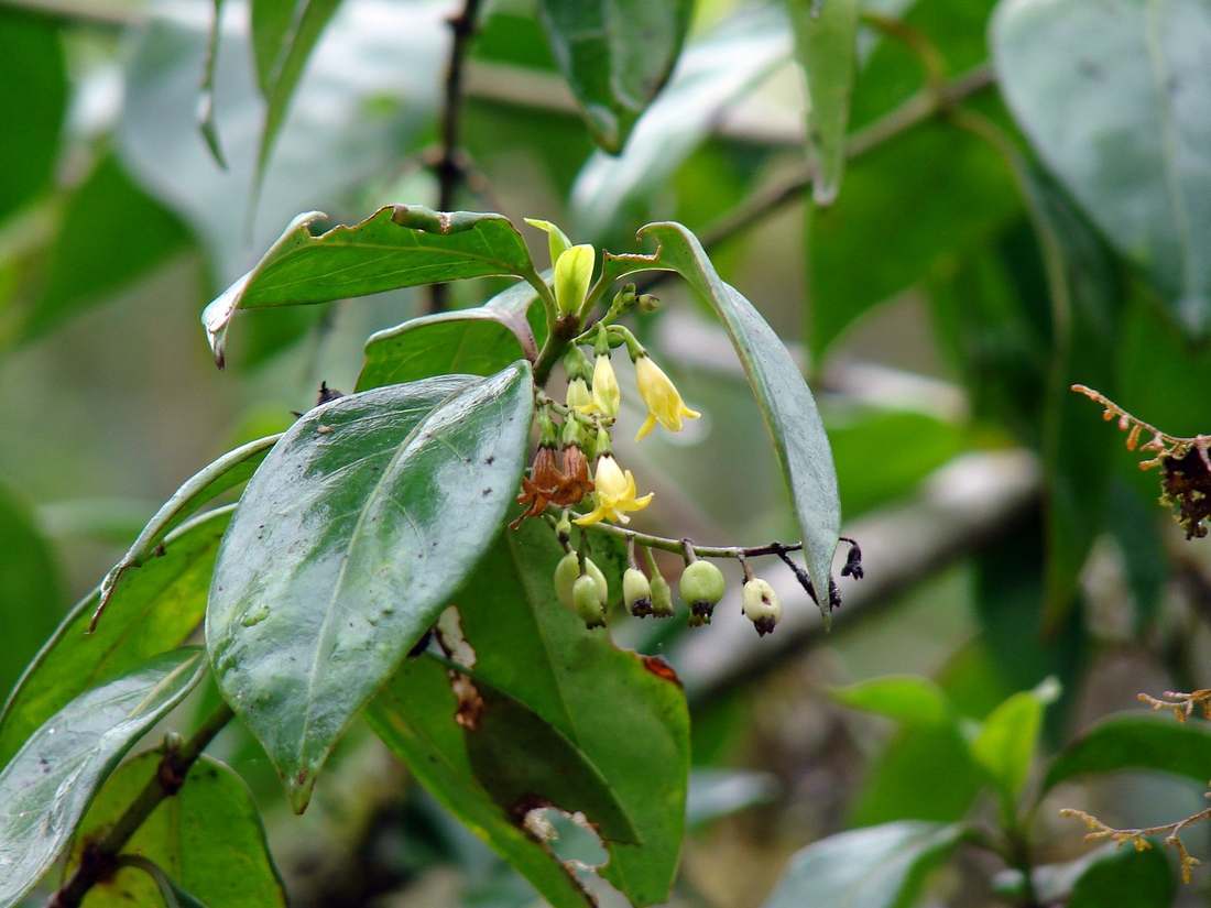 Chiococca alba , West Indian milkberry. Photo: Patricia Jaramillo, Rachel Atkinson, Anne Guézou, CDF, 2007.