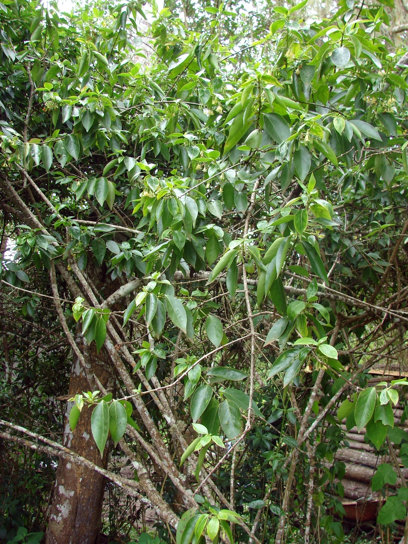 Chiococca alba , West Indian milkberry. Photo: Patricia Jaramillo, Rachel Atkinson, Anne Guézou, CDF, 2007.