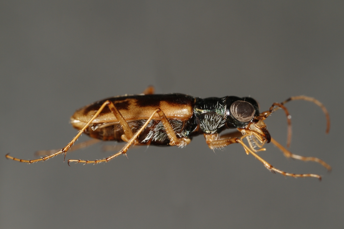 Cicindela galapagoensis (Espécimen #3738 de ICCDRS). Foto: Ashley Sheridan, CDF, 2011.