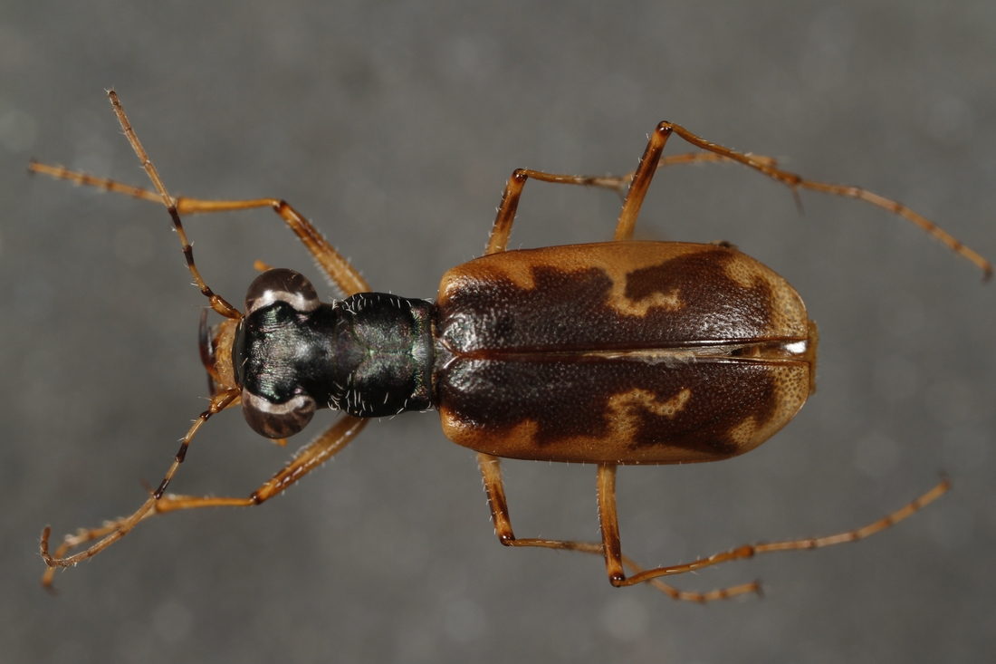 Cicindela galapagoensis W. Horn 1915 (ICCDRS 3738) Foto: Ashley Sheridan, CDF, 2011.