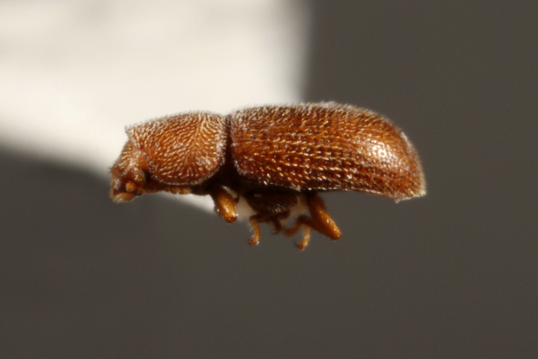 Cis creberrimus (ICCDRS Specimen #7277). Photo: Ashley Sheridan, CDF, 2011.