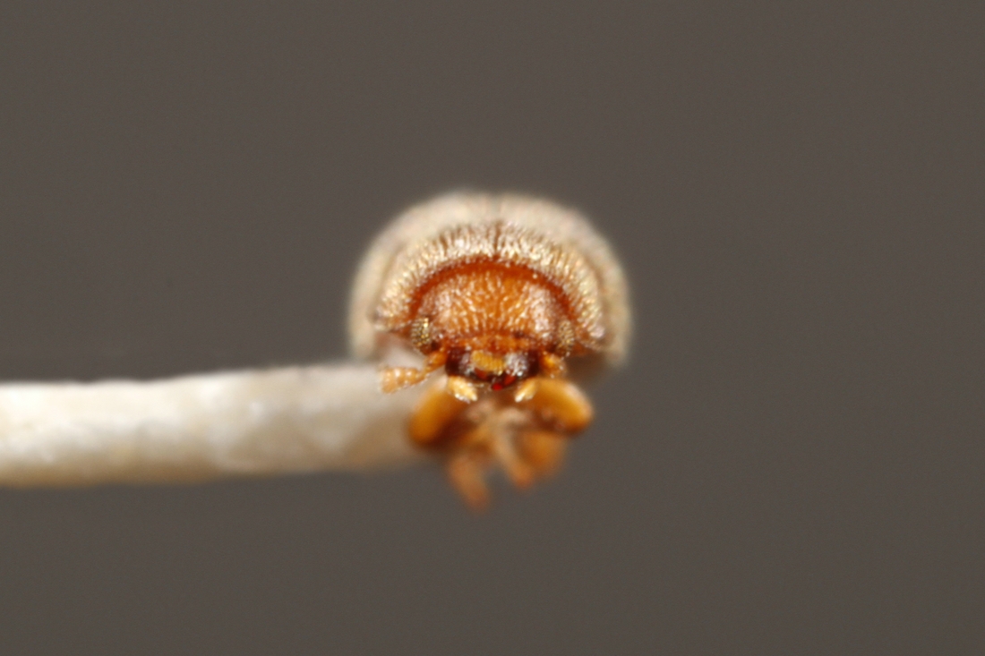 Cis creberrimus (ICCDRS Specimen #7277). Photo: Ashley Sheridan, CDF, 2011.