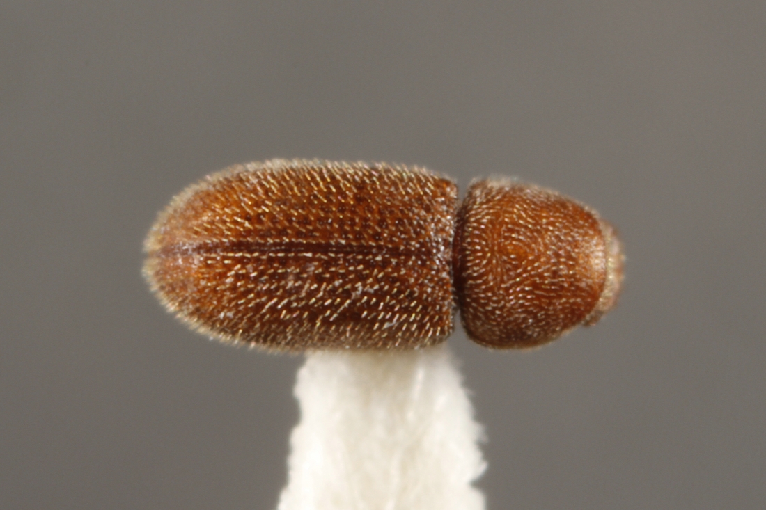 Cis creberrimus Mellié 1848 (ICCDRS 7277) Photo: Ashley Sheridan, CDF, 2011.