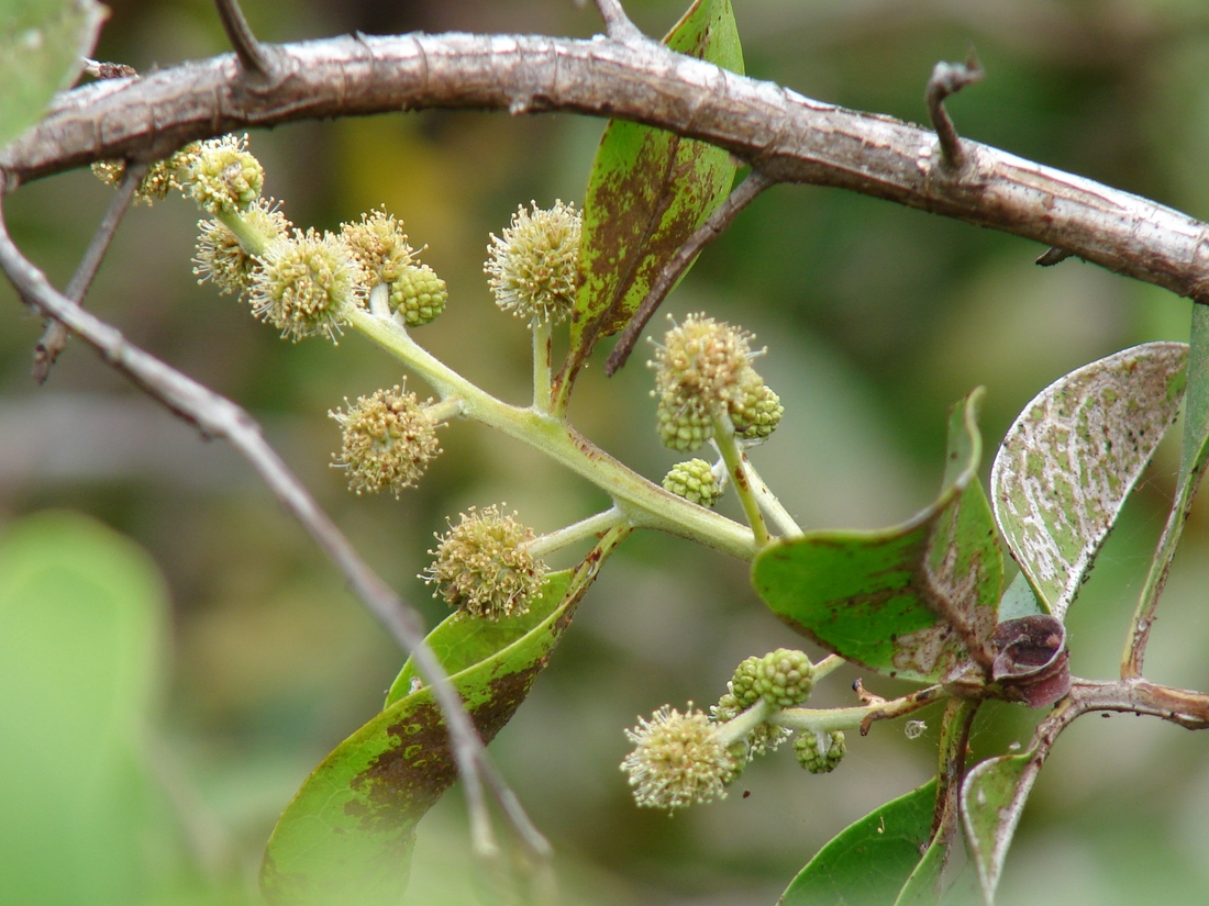 Conocarpus erectus , mangle botón, jelí. Foto: Patricia Jaramillo, Rachel Atkinson, Anne Guézou, CDF, 2007.