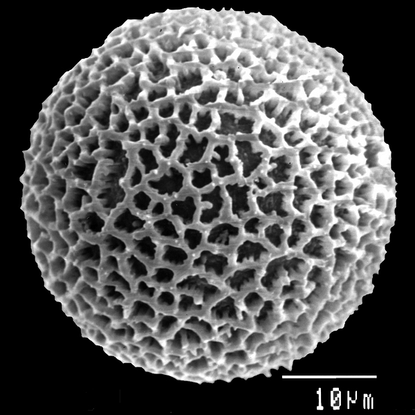 Pollen grain of Varronia canescens Andersson (scanning electron micrograph). Photo: Patricia Jaramillo Díaz & M. Mar Trigo, CDF, 2011.