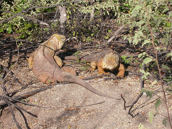 Conolophus subcristatus (Iguana terrestre), Galápagos. Foto: Paul Bungartz, CDF, 2006.