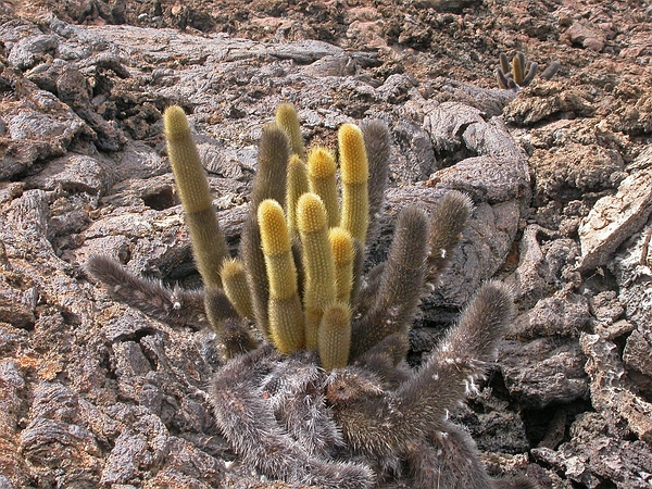 Brachycereus nesioticus (cactus de lava). Foto: Frank Bungartz, CDF, 2006.