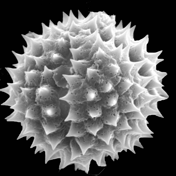 Grano de polen de Darwiniothamnus alternifolius (foto en microscopio electrónico). Foto: Patricia Jaramillo Díaz & M. Mar Trigo, CDF, 2011.