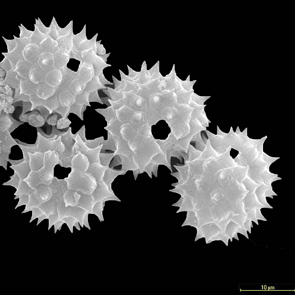 Pollen grain of Darwiniothamnus lancifolius ssp. glabriusculus (scanning electron micrograph). Photo: Patricia Jaramillo Díaz & M. Mar Trigo, CDF, 2011.