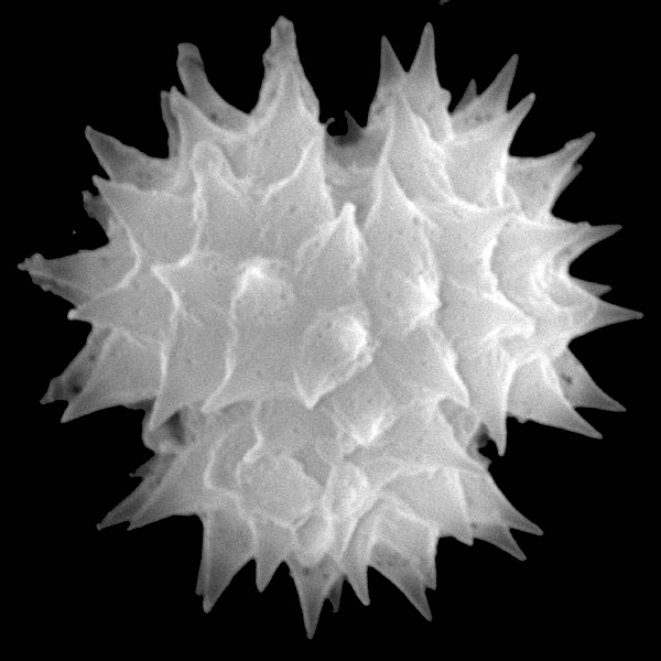 Grano de polen de Darwiniothamnus tenuifolius var. santacruzianus (foto en microscopio electrónico). Foto: Patricia Jaramillo Díaz & M. Mar Trigo, CDF, 2011.