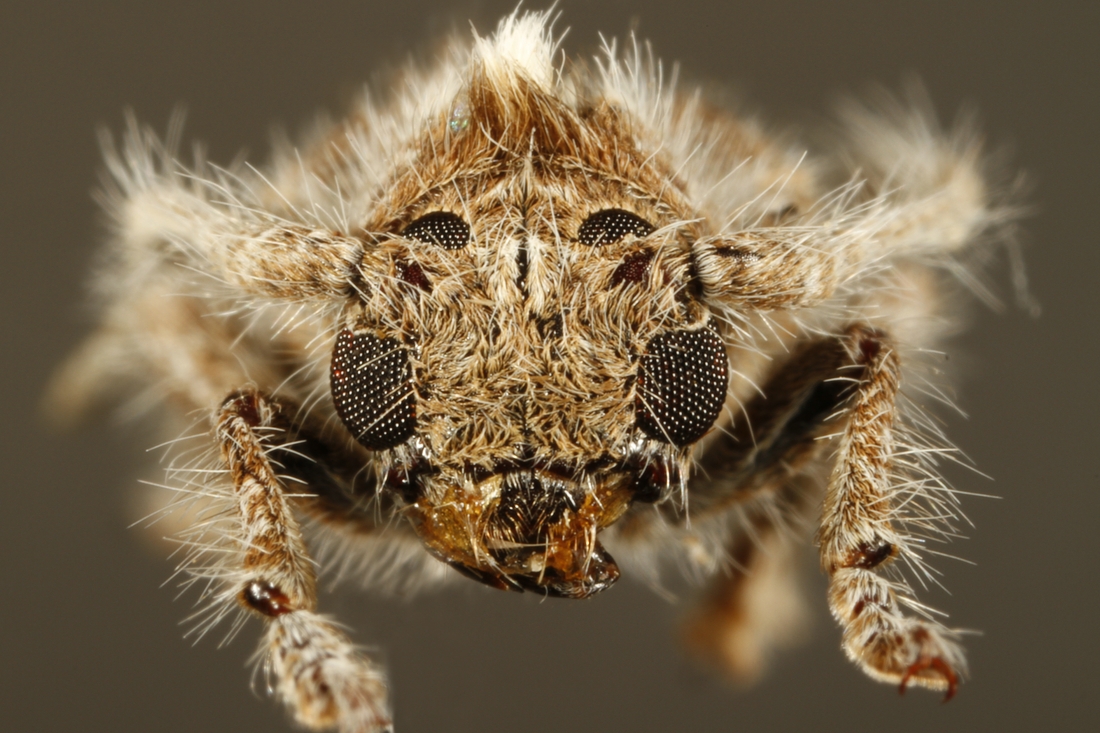 Desmiphora maculosa (ICCDRS Specimen #9363). Photo: Ashley Sheridan, CDF, 2011.