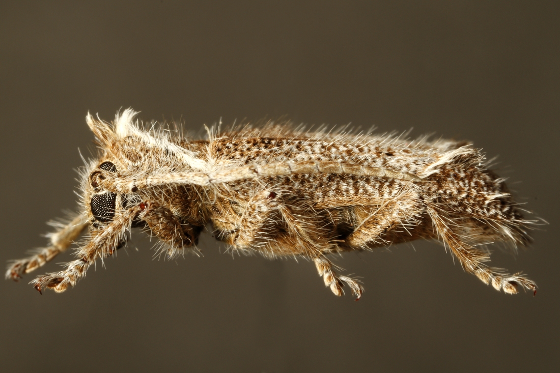 Desmiphora maculosa Lisney & Chemsak 1966 (ICCDRS 9363) Photo: Ashley Sheridan, CDF, 2011.