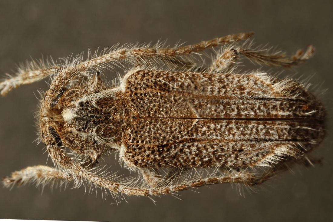 Desmiphora maculosa (ICCDRS Specimen #9363). Photo: Ashley Sheridan, CDF, 2011.