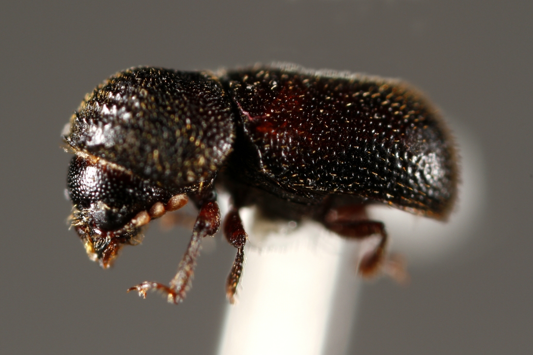 Dinoderus minutus (Fabricius 1775) (ICCDRS 5754) Photo: Ashley Sheridan, CDF, 2011.