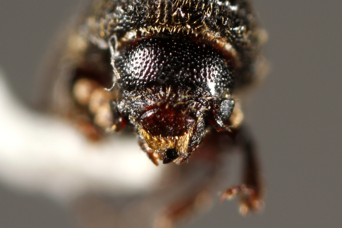 Dinoderus minutus (ICCDRS Specimen #5754). Photo: Ashley Sheridan, CDF, 2011.