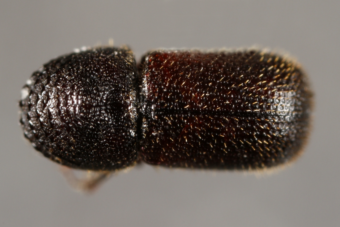 Dinoderus minutus (ICCDRS Specimen #5754). Photo: Ashley Sheridan, CDF, 2011.