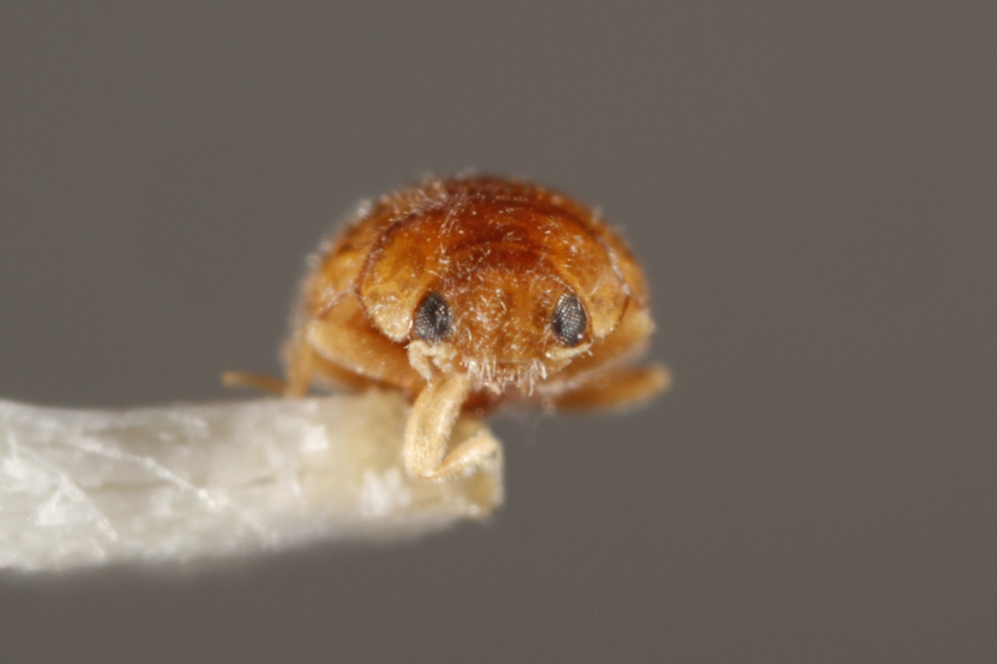 Diomus anthony (ICCDRS Specimen #6545). Photo: Ashley Sheridan, CDF, 2011.