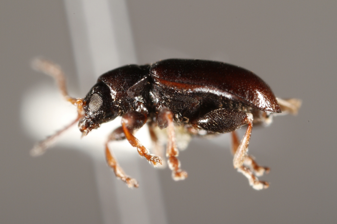 Docema galapagoensis G.R. Waterhouse 1845 (ICCDRS 9702) Photo: Ashley Sheridan, CDF, 2011.