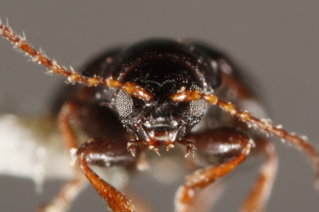 Docema galapagoensis (ICCDRS Specimen #9702). Photo: Ashley Sheridan, CDF, 2011.