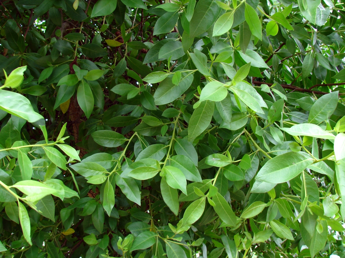 Conocarpus erectus , mangle botón, jelí. Foto: Patricia Jaramillo, Rachel Atkinson, Anne Guézou, CDF, 2008.