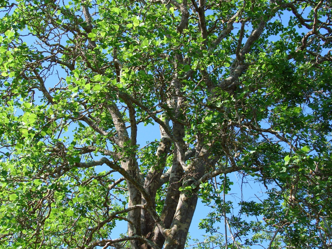 Erythrina velutina , flame tree, coral tree,  red bean tree. Photo: Patricia Jaramillo, Rachel Atkinson, Anne Guézou, CDF, 2008.