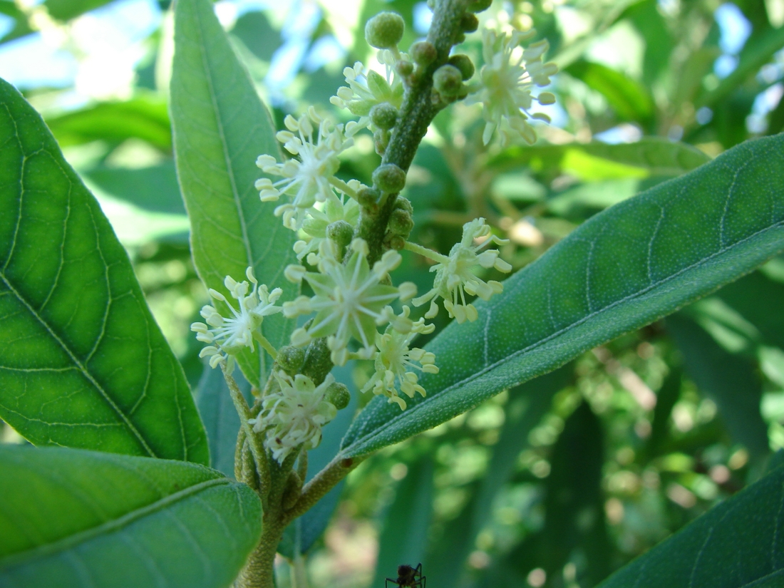 Croton scouleri var. scouleri. Photo: Patricia Jaramillo, Rachel Atkinson, Anne Guézou, CDF, 2008.