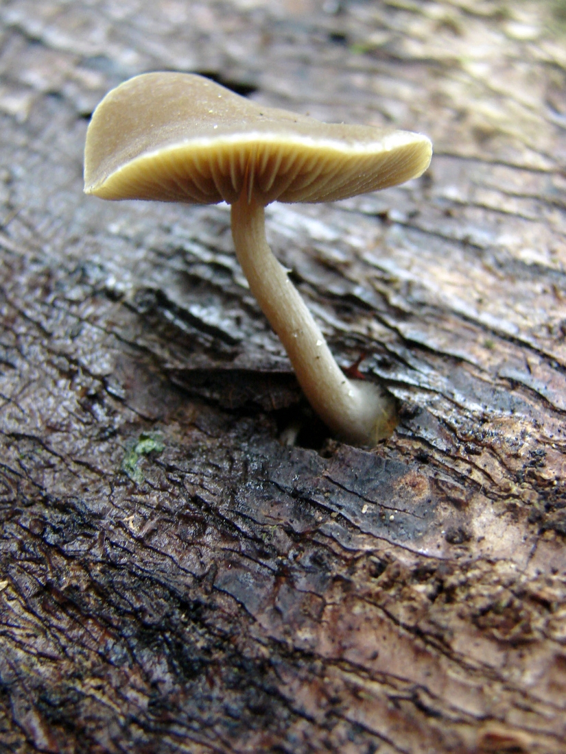 Simocybe tepeitensis, Isla Santa Cruz, Galápagos. Foto: Xavier Arturo, CDF, 2007.
