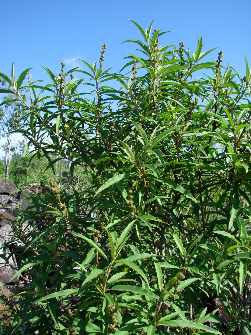 Croton scouleri var. scouleri Hook. f. Photo: Patricia Jaramillo, Rachel Atkinson, Anne Guézou, CDF, 2008.