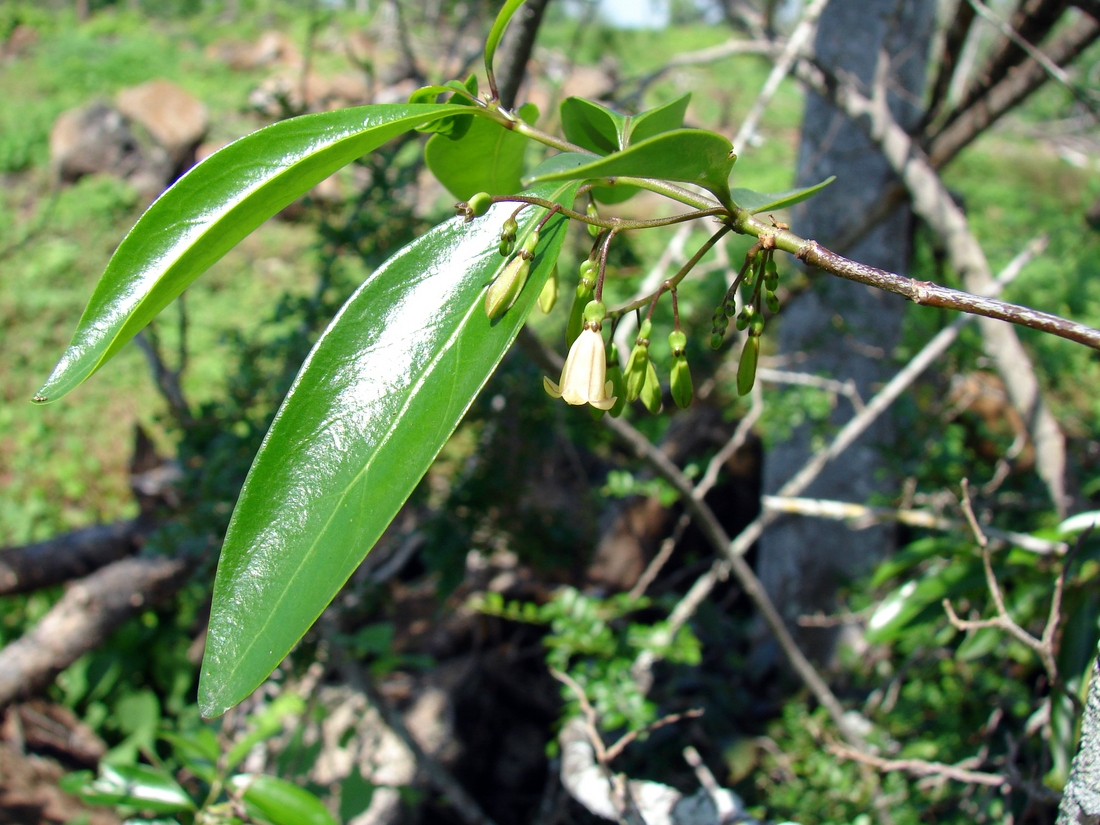 Chiococca alba , West Indian milkberry. Photo: Patricia Jaramillo, Rachel Atkinson, Anne Guézou, CDF, 2008.