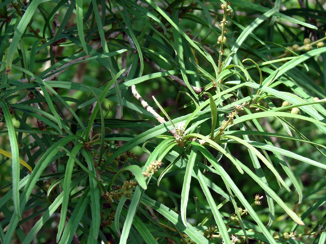 Croton scouleri var. scouleri. Photo: Patricia Jaramillo, Rachel Atkinson, Anne Guézou, CDF, 2008.