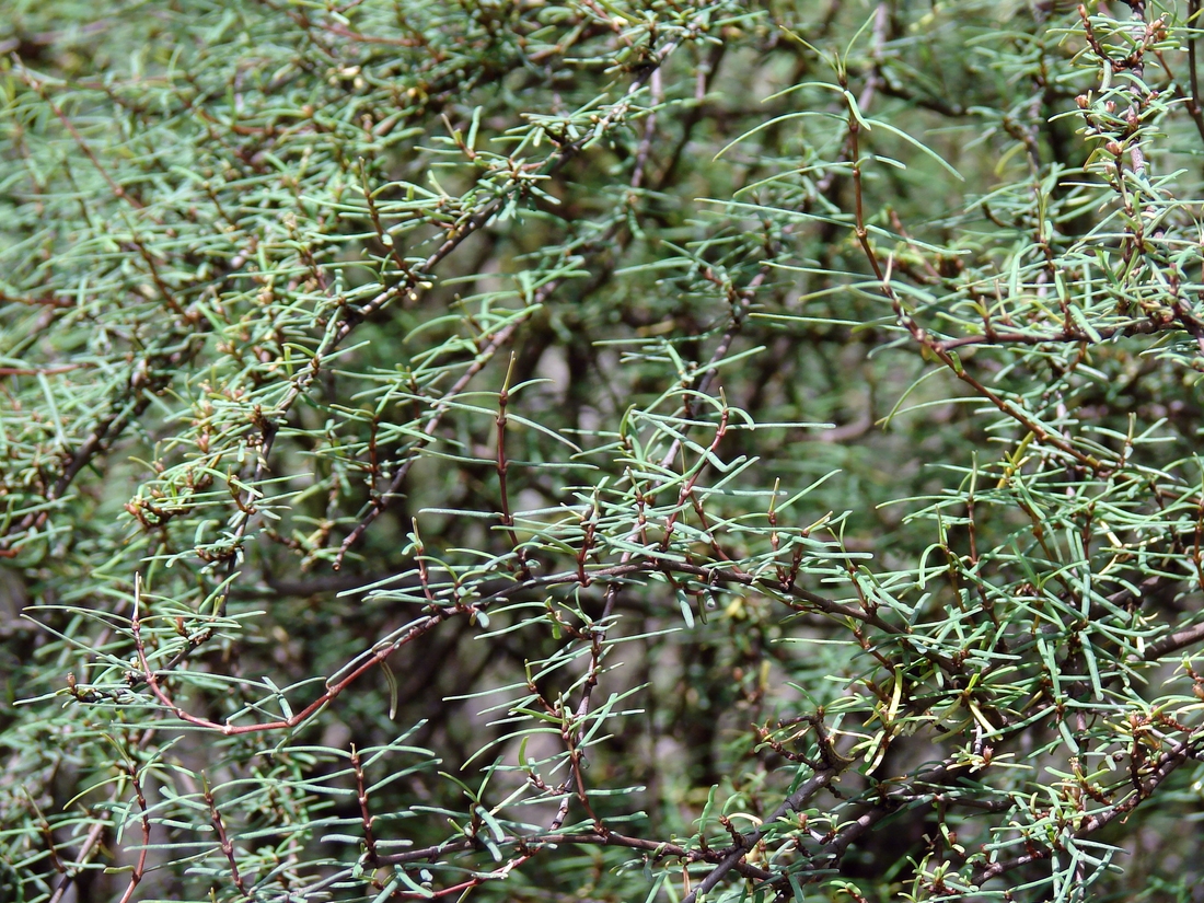 Euphorbia viminea . Photo: Patricia Jaramillo, Rachel Atkinson, Anne Guézou, CDF, 2008.
