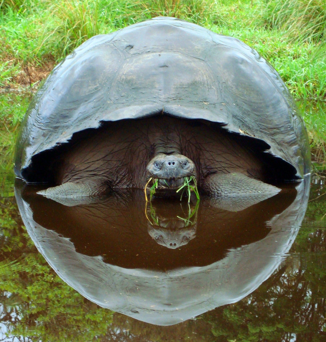 Chelonoidis porteri, Santa Cruz Island, Galapagos. Photo: Paul McFarling, CDF, 2000.