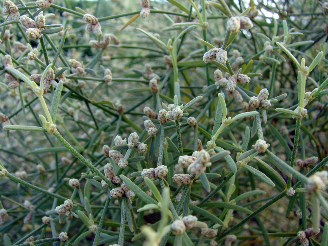 Alternanthera flavicoma. Foto: Patricia Jaramillo, Rachel Atkinson, Anne Guézou, CDF, 2008.
