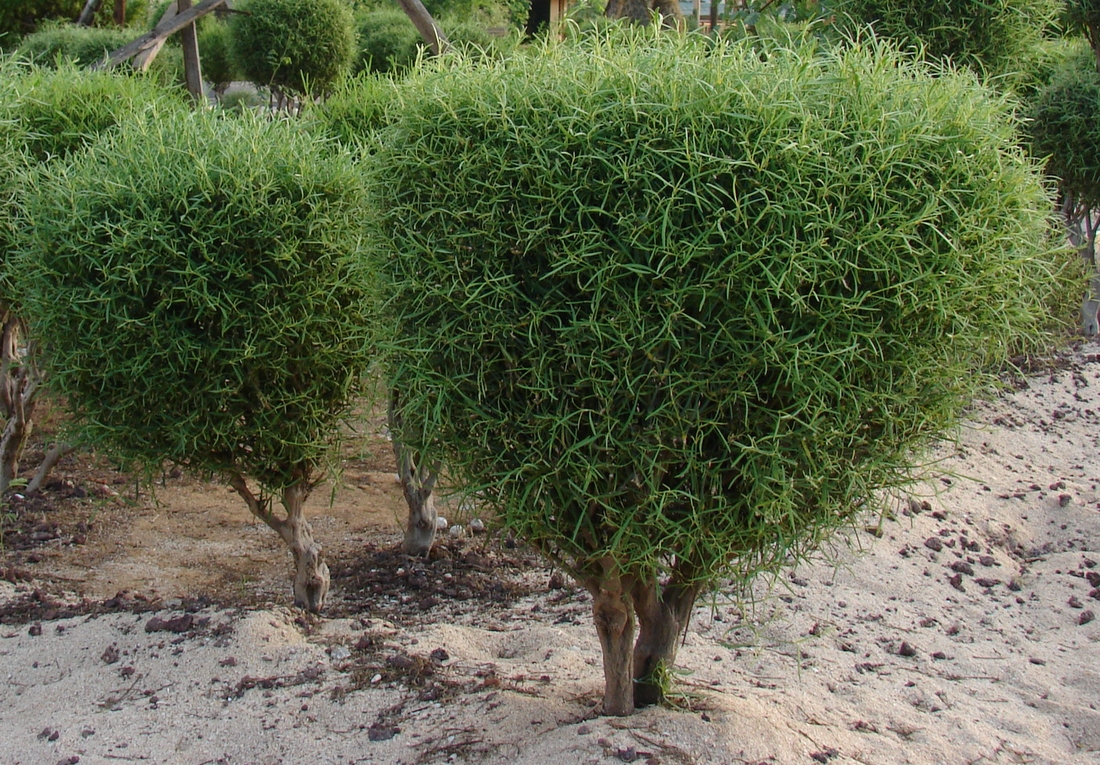 Alternanthera flavicoma. Foto: Patricia Jaramillo, Rachel Atkinson, Anne Guézou, CDF, 2008.