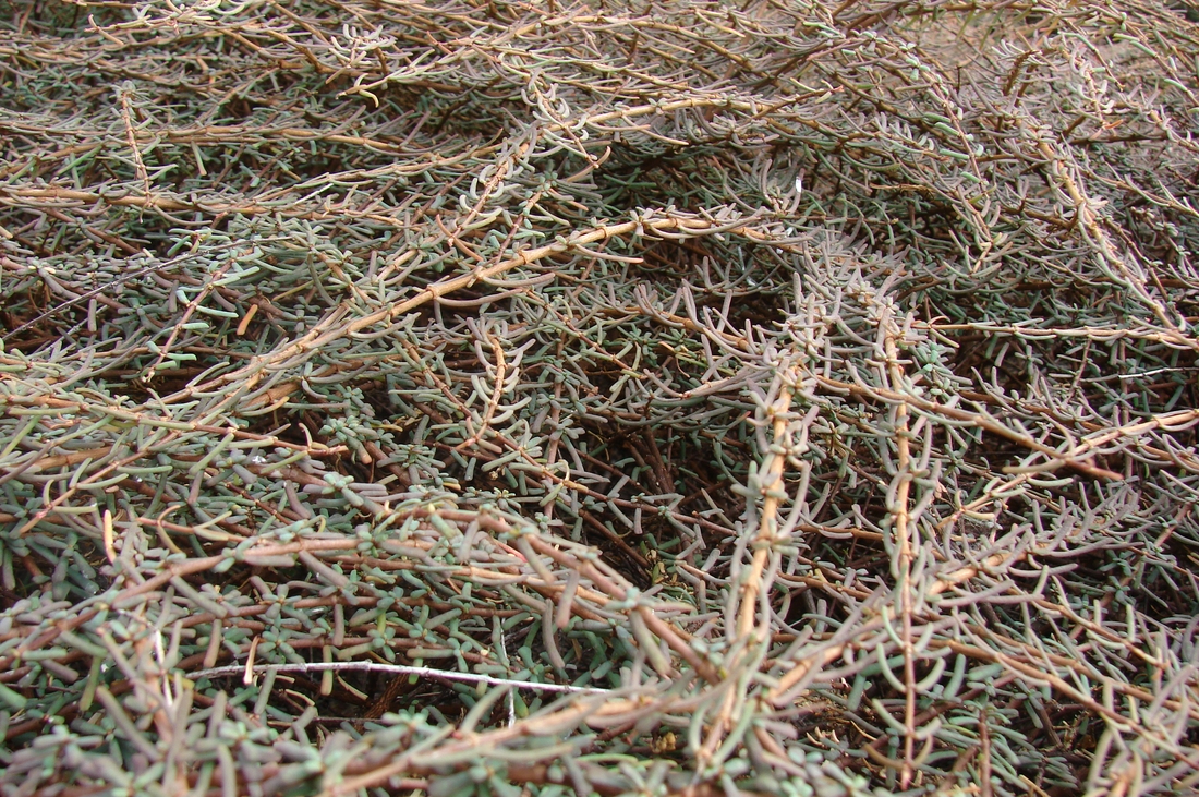 Euphorbia viminea . Photo: Patricia Jaramillo, Rachel Atkinson, Anne Guézou, CDF, 2008.