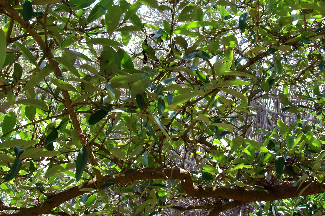 Avicennia germinans , black mangrove, black wood. Photo: Patricia Jaramillo, Rachel Atkinson, Anne Guézou, CDF, 2008.