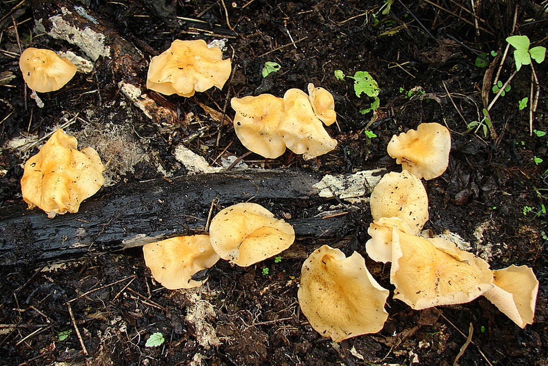 Marasmius cladophyllus, Isla Santa Cruz, Galápagos. Foto: Xavier Arturo, CDF, 2007.