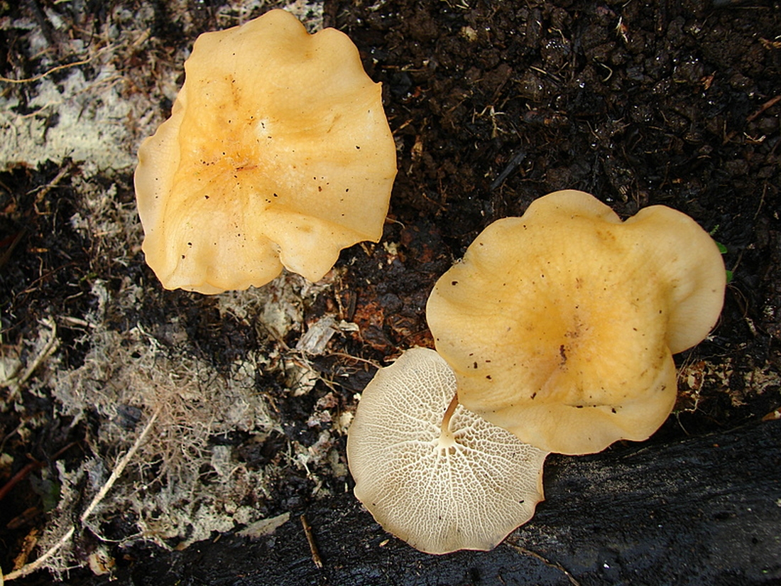 Marasmius cladophyllus, Isla Santa Cruz, Galápagos. Foto: Xavier Arturo, CDF, 2007.