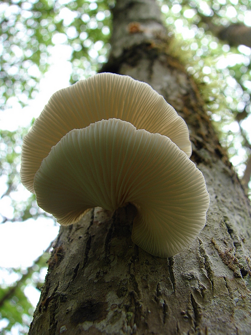 Pleurotus djamor (Rumph. ex Fr.) Boedijn, Isla Santa Cruz, Galápagos. Foto: Xavier Arturo, CDF, 2007.
