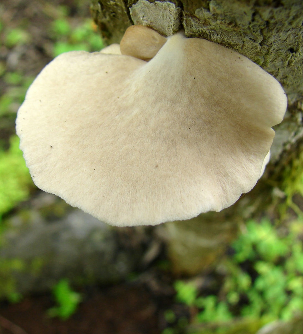 Pleurotus djamor, Isla Santa Cruz, Galápagos. Foto: Xavier Arturo, CDF, 2007.