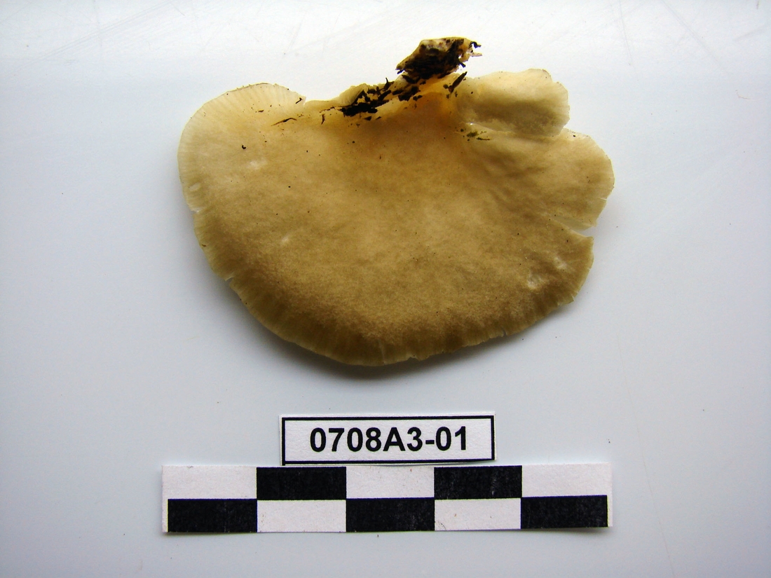 Pleurotus djamor