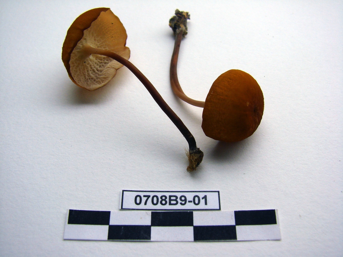 Marasmius cladophyllus, Isla Santa Cruz, Galápagos. Foto: Xavier Arturo, CDF, 2007.