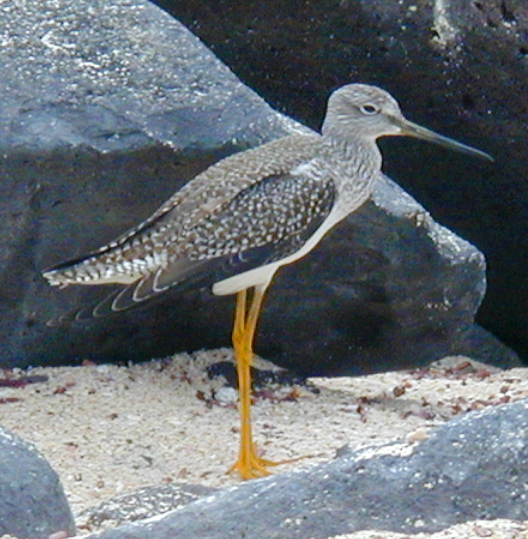 Tringa melanoleuca, Isla Española, Galápagos. Foto: Paul McFarling, CDF, 2002.